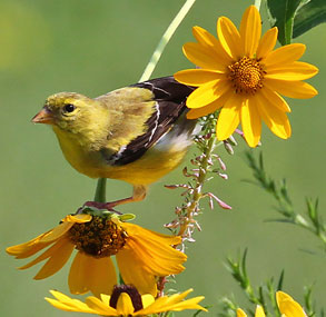 image of American goldfinch by Ryan Brady