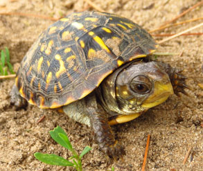 photo of ornate box turtle hatchling