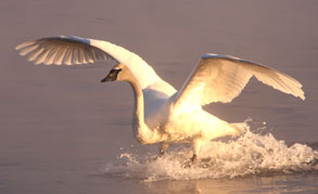 image of trumpeter swan