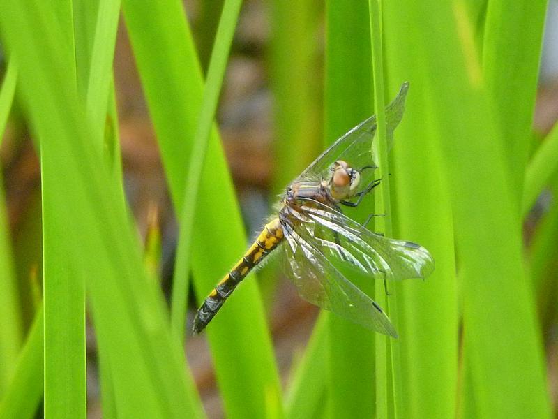 Photo of Blue Dasher
