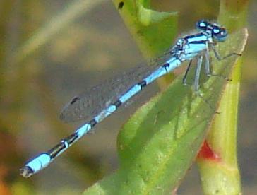 Photo of Marsh Bluet