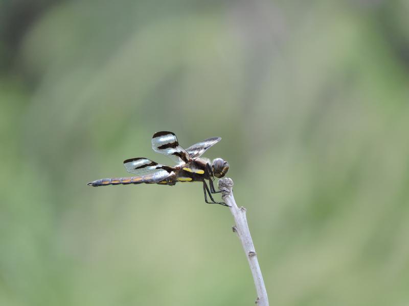 Photo of Twelve-spotted Skimmer
