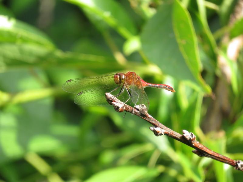 Photo of Cherry-faced Meadowhawk