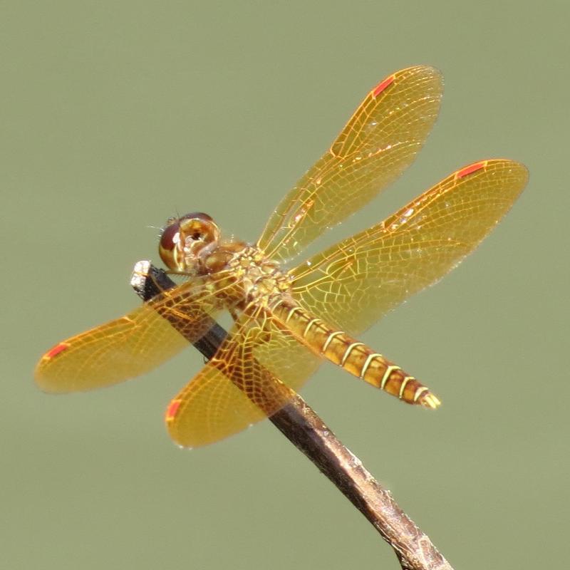 Photo of Eastern Amberwing