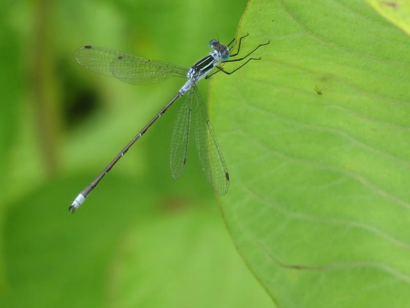 Photo of Northern Spreadwing