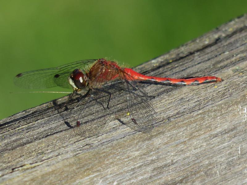 Photo of White-faced Meadowhawk