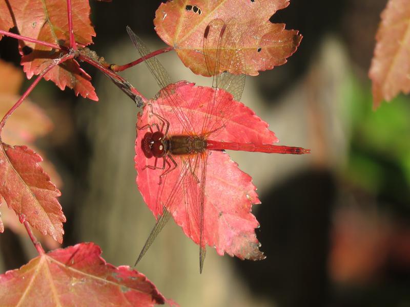 Photo of Autumn Meadowhawk