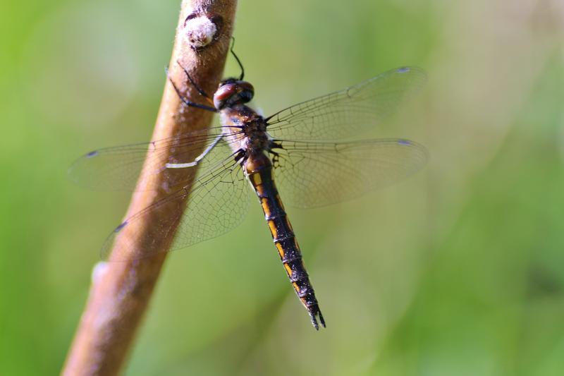 Photo of Spiny Baskettail