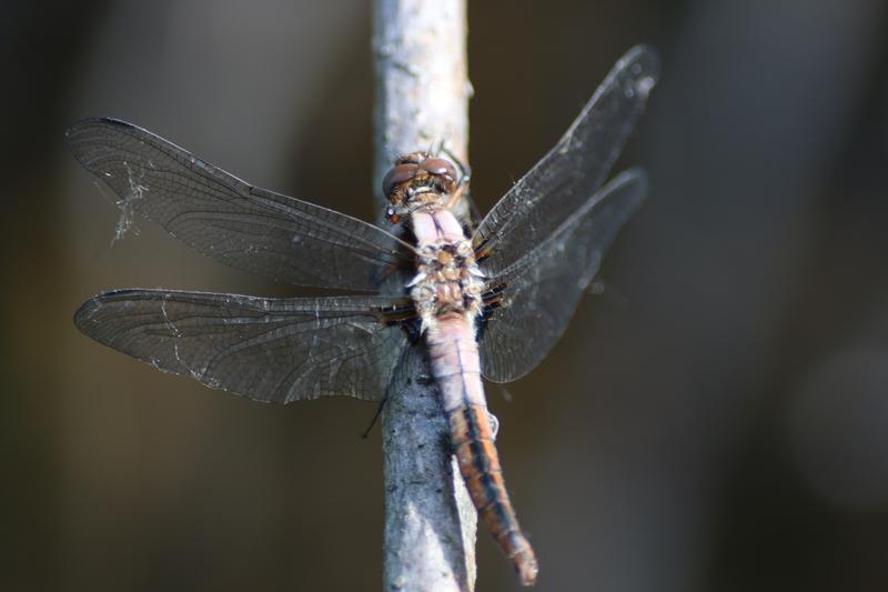 Photo of Chalk-fronted Corporal