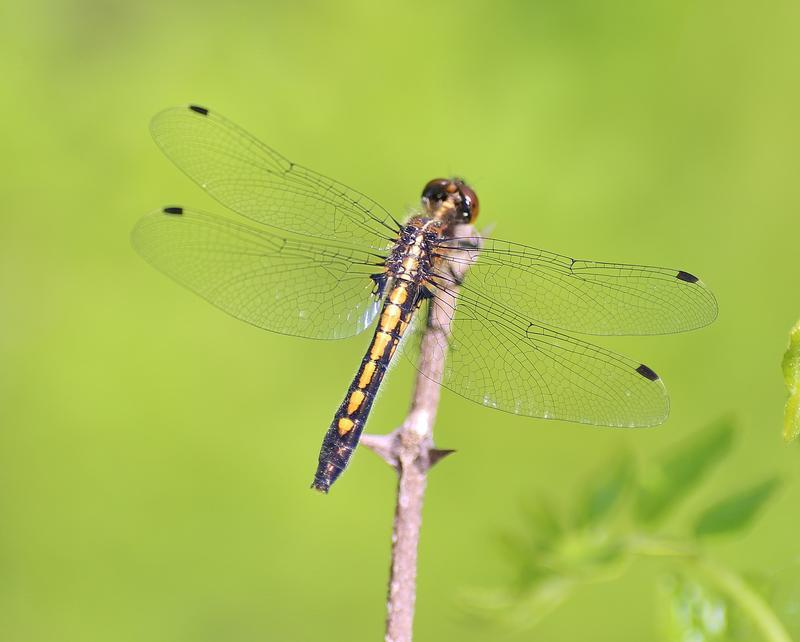 Photo of Dot-tailed Whiteface