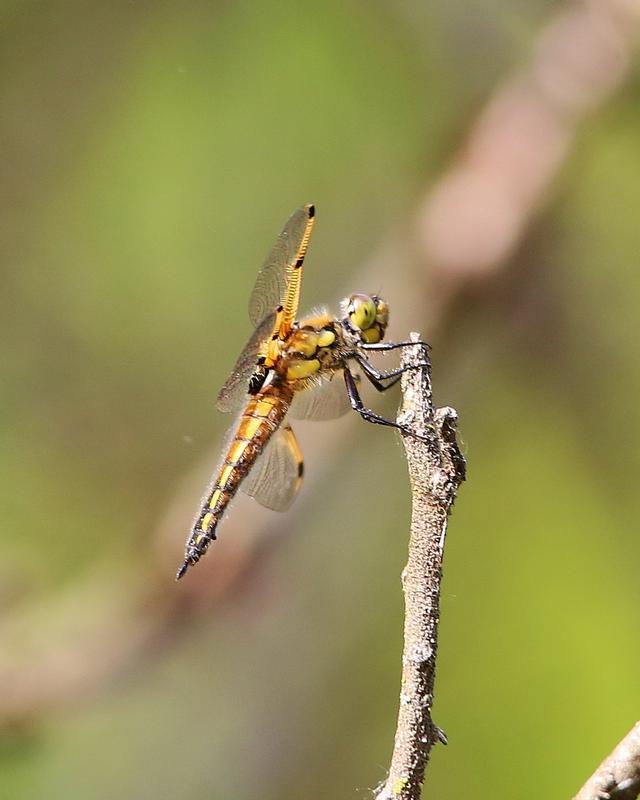 Photo of Four-spotted Skimmer