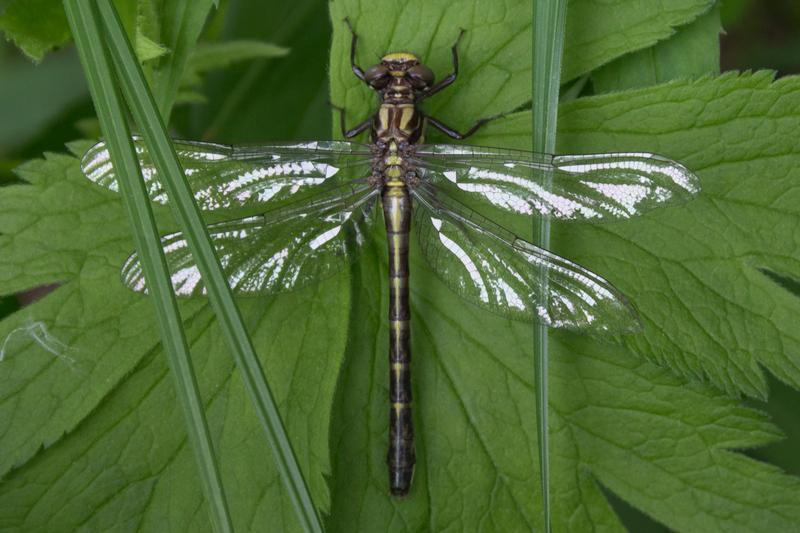 Photo of Rapids Clubtail