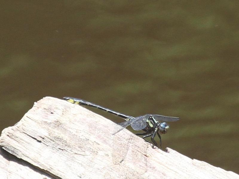 Photo of Rapids Clubtail