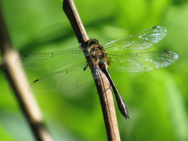 Photo of Racket-tailed Emerald