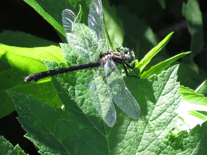 Photo of Green-faced Clubtail