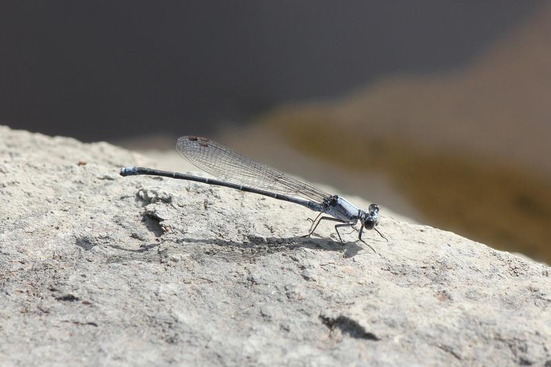 Photo of Powdered Dancer