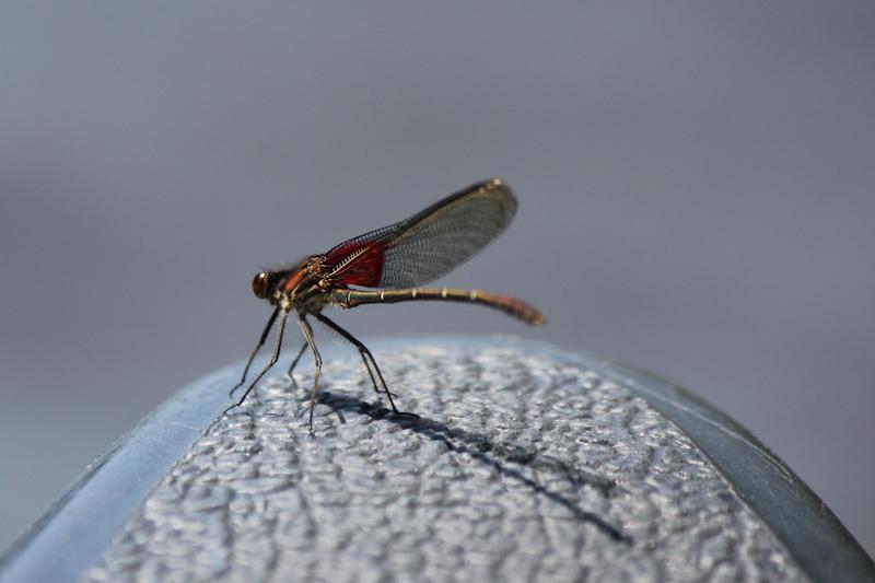 Photo of American Rubyspot