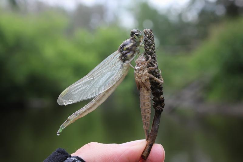 Photo of Arrow Clubtail