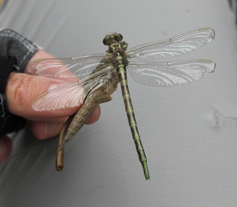 Photo of Arrow Clubtail