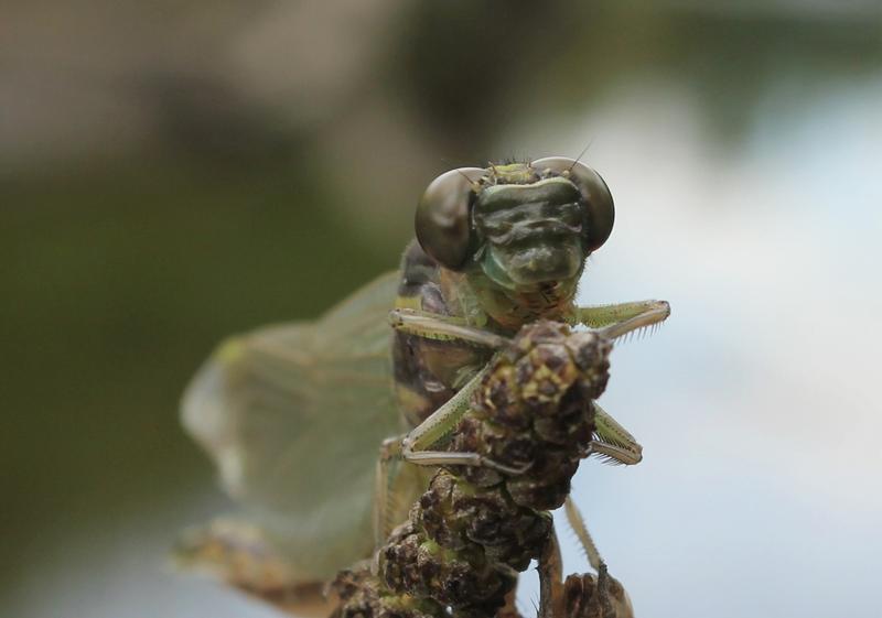 Photo of Arrow Clubtail