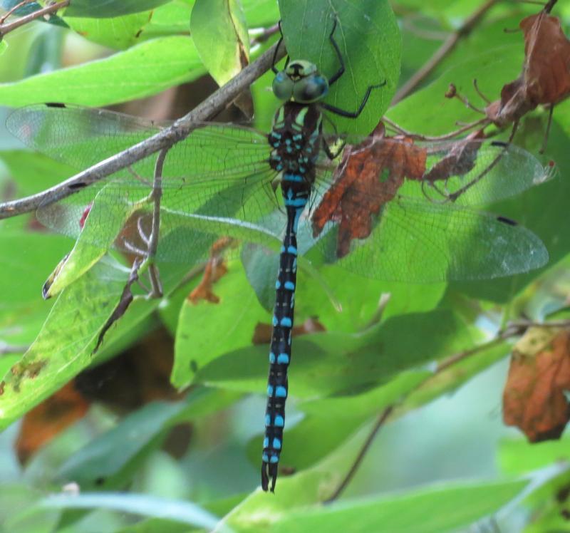 Photo of Lance-tipped Darner