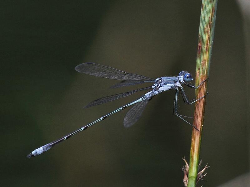Photo of Northern Spreadwing