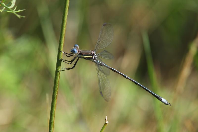 Photo of Great Spreadwing