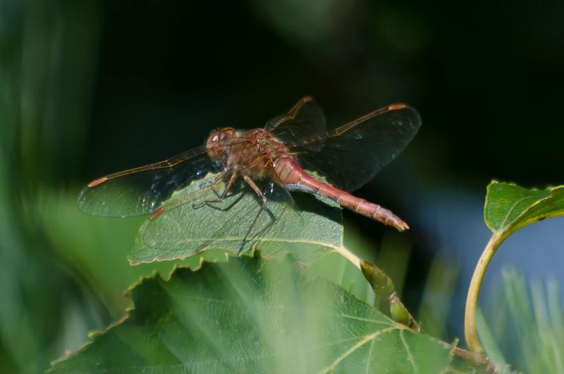 Photo of Saffron-winged Meadowhawk