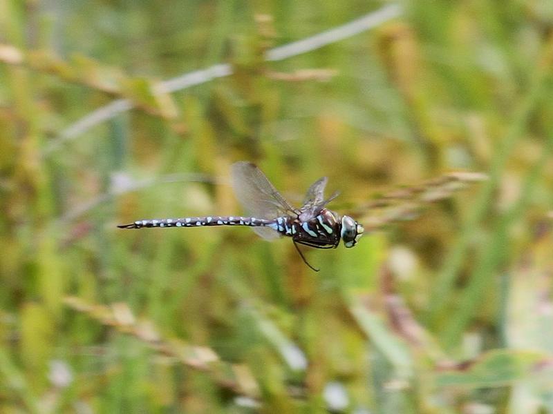 Photo of Subarctic Darner