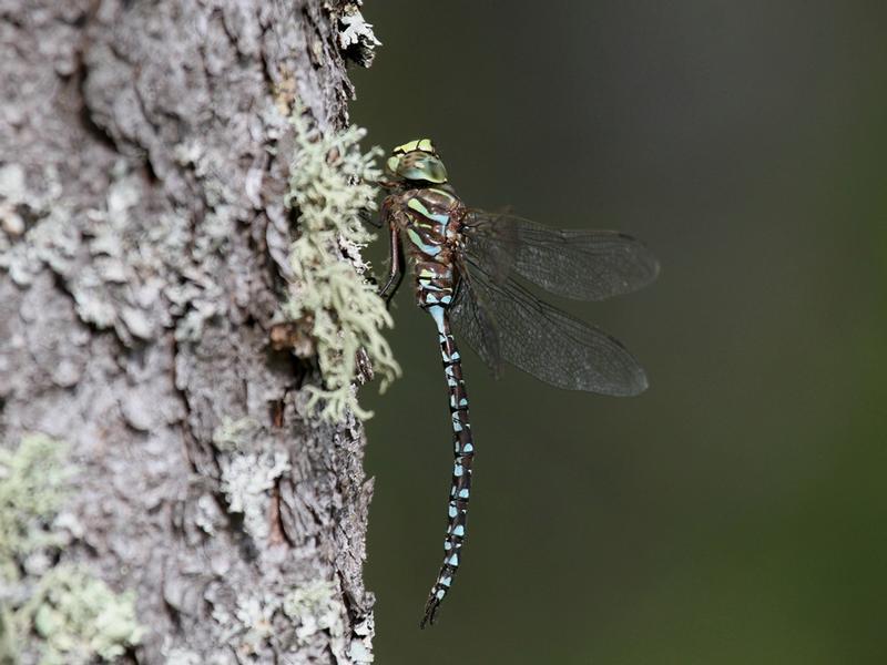 Photo of Subarctic Darner