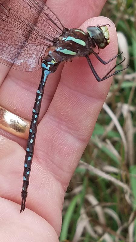 Photo of Black-tipped Darner