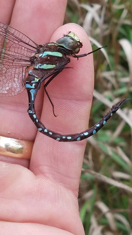 Photo of Black-tipped Darner