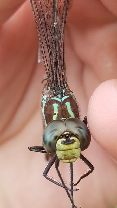 Photo of Black-tipped Darner