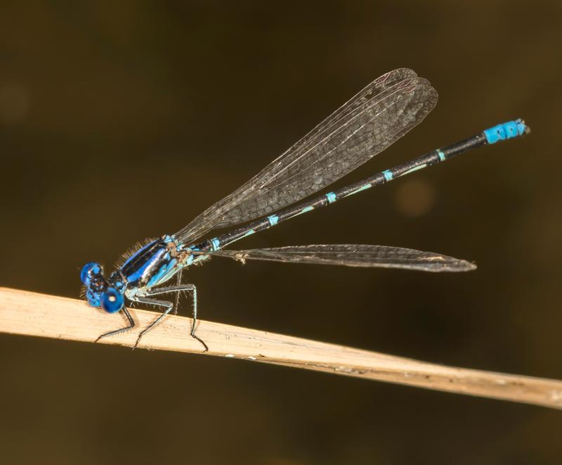 Photo of Blue-ringed Dancer