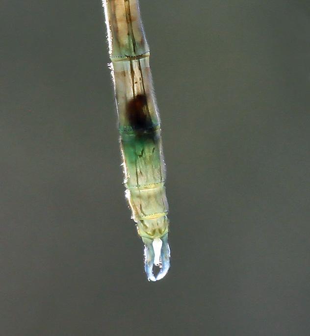 Photo of Delicate Emerald