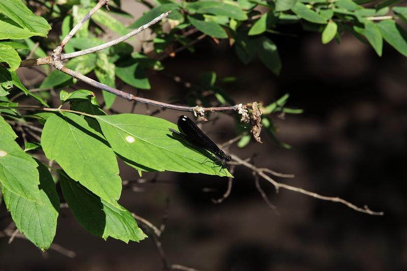 Photo of Ebony Jewelwing