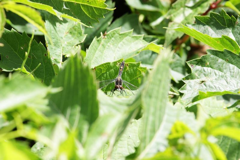 Photo of Dot-tailed Whiteface