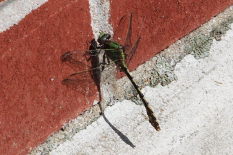 Photo of Sioux Snaketail