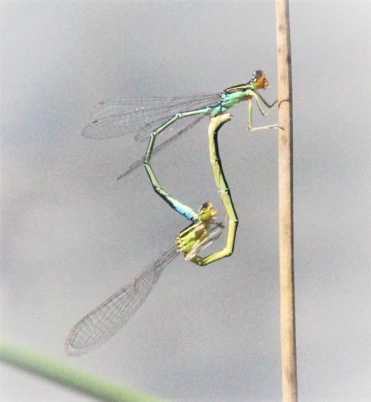 Photo of Rainbow Bluet