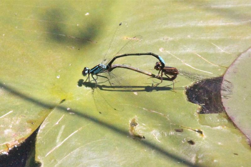 Photo of Lilypad Forktail