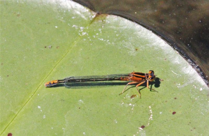 Photo of Lilypad Forktail