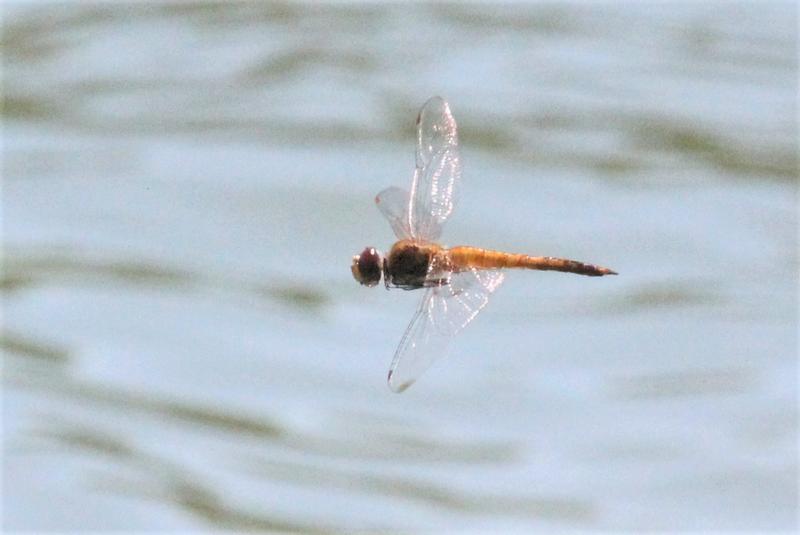 Photo of Wandering Glider