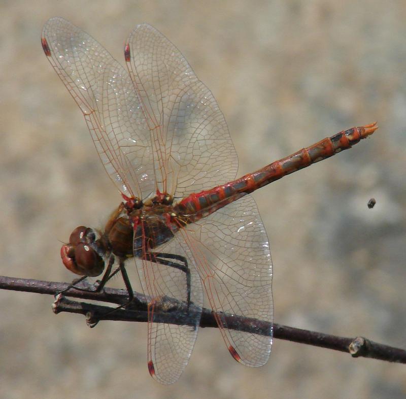 Photo of Variegated Meadowhawk