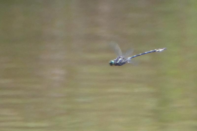 Photo of Arrow Clubtail