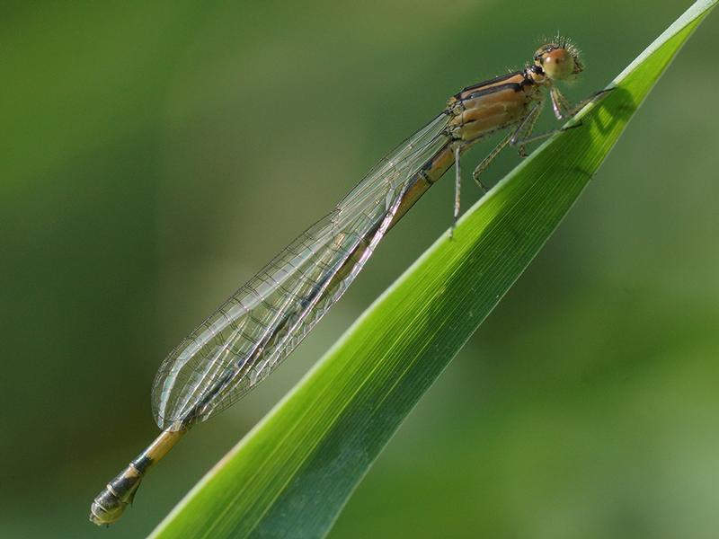 Photo of Azure Bluet