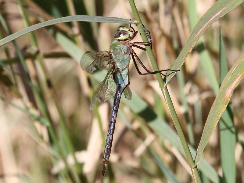 Photo of Common Green Darner