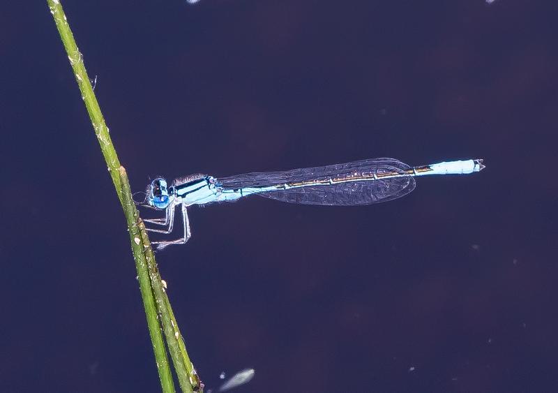 Photo of Azure Bluet