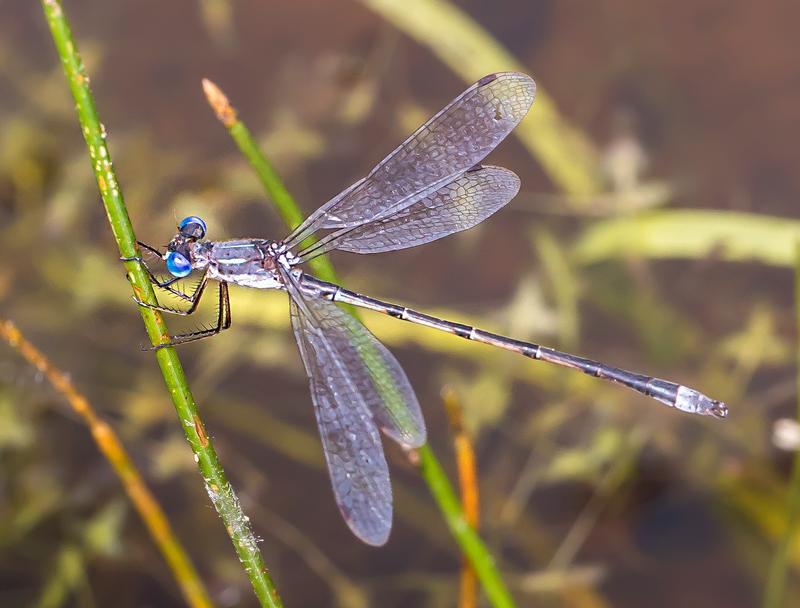 Photo of Southern Spreadwing