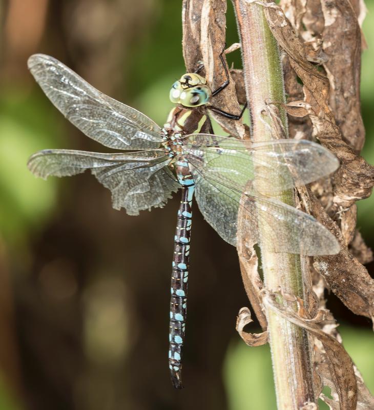 Photo of Lance-tipped Darner