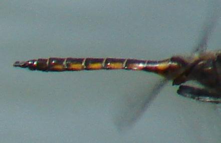 Photo of Spiny Baskettail